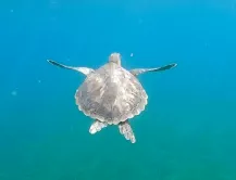 photo d'une tortue qui nage